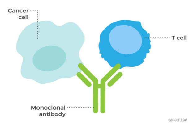 antibody binding