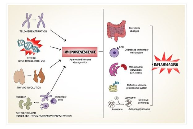 Immunosenescence illustration